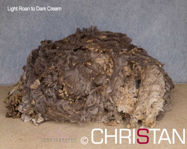 Christan-Farm-Corriedale-16-light-Roan-to-Dark-Cream-approx-90mm-(2)